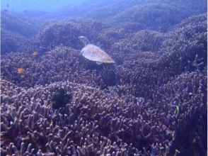 プランの魅力 ウミガメとの遭遇 の画像