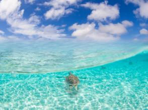 プランの魅力 ☆還可以遇見海龜！ ？ ☆ の画像