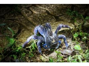 プランの魅力 【迫力満点！】遭遇率100％の巨大ヤシガニに出会うナイトツアー の画像