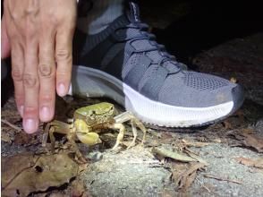 プランの魅力 【発見がいっぱい！】足元にひょっこり現れる可愛い小さなカニ の画像