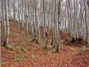 プランの魅力 「森林セラピーⓇ基地　樽田の森」 の画像