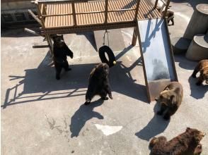 プランの魅力 Showa Shinzan Bear Ranch の画像