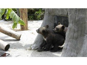 プランの魅力 昭和新山クマ牧場 の画像