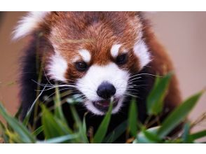 プランの魅力 Asahiyama Zoo の画像