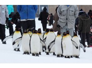 プランの魅力 旭山動物園 の画像