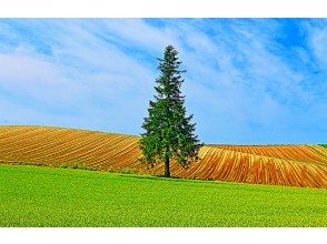 プランの魅力 美瑛網紅樹 の画像