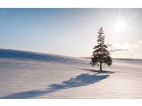 プランの魅力 Biei Net Red Tree の画像