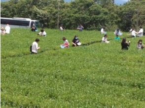プランの魅力 富士山Teaパークで茶摘み の画像