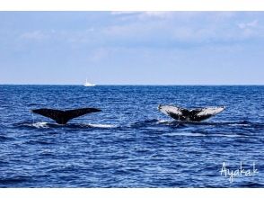 プランの魅力 大海原を泳ぐザトウクジラ の画像