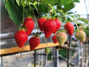 プランの魅力 Yukimoto Strawberry Farm の画像