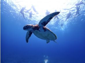 プランの魅力 高確率でウミガメに出会える♪ の画像