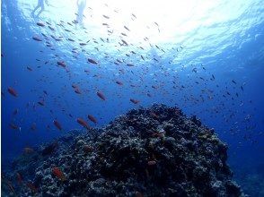 プランの魅力 石西礁湖を探検 の画像