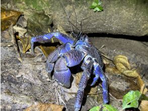 プランの魅力 Searching for creatures unique to the subtropics! の画像