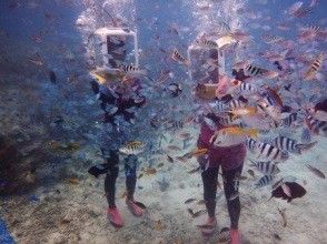 プランの魅力 お魚に餌付けタイム の画像