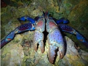 プランの魅力 天然のプラネタリウム の画像