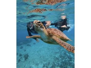 プランの魅力 [Limited to one group, completely private tour] Sea turtle snorkeling tour の画像