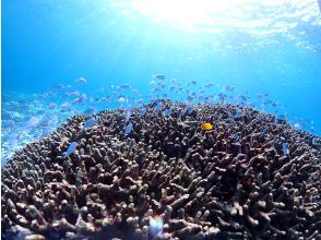 プランの魅力 日本一の海にご招待！ の画像