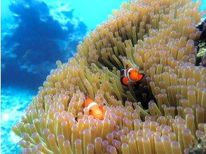 プランの魅力 You can also meet Nemo! の画像