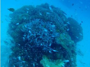 プランの魅力 美しいサンゴや熱帯魚♪ の画像