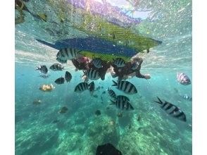 プランの魅力 喂鱼 の画像