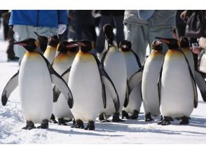 プランの魅力 旭山動物園のペンギン散歩 の画像