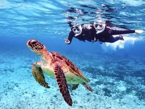 プランの魅力 遇见海龟的几率非常高！ の画像