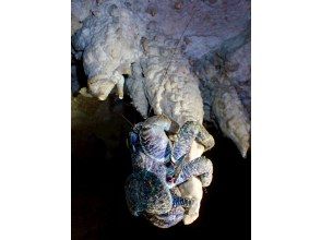プランの魅力 Guardian of the Unexplored Lands - Shell Warriors Lurking in the Limestone Caves の画像