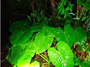 プランの魅力 Green Labyrinth - A subtropical jungle teeming with life の画像