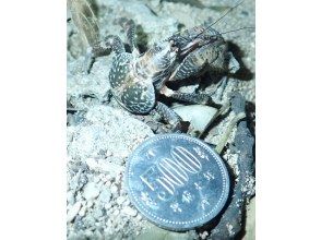 プランの魅力 圧倒的ヤシガニ遭遇率95% の画像