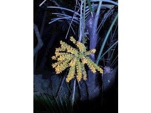 プランの魅力 사진 데이터 무료 선물! の画像