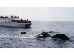 プランの魅力 Come and see the mother and baby whales that can only be seen at this time of year! の画像