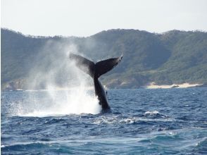 プランの魅力 テールスラップ の画像