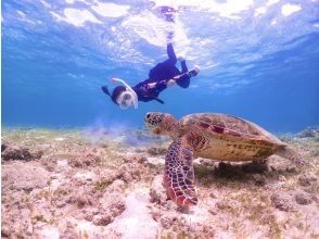 プランの魅力 A satisfying snorkel experience with a sea turtle encounter の画像
