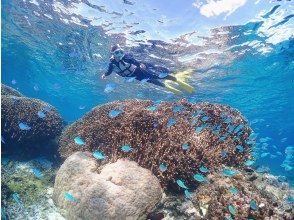 プランの魅力 魚たちの街を、そっとのぞき見る の画像