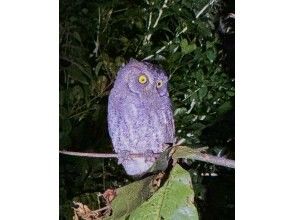 プランの魅力 Ryukyu Scops Owl! の画像