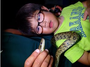 プランの魅力 ライトを片手に夜の森へ。ヤシガニや夜行性の生き物たちとの出会いにワクワク！ の画像