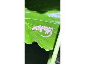 プランの魅力 Southern gecko! の画像