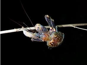 プランの魅力 A chance to encounter coconut crabs! The forest at night is like an unknown world. の画像