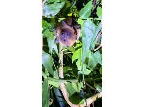 プランの魅力 There are plenty of creatures that can only be seen on Miyakojima at night, such as coconut crabs and bats! の画像