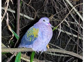 プランの魅力 The Ryukyu Golden Pigeon, a natural monument! の画像