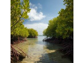 プランの魅力 mangrove の画像