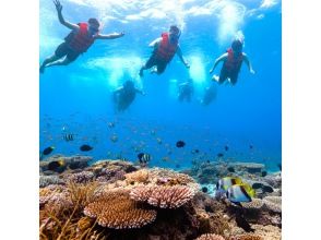 プランの魅力 Enjoy snorkeling with everyone の画像