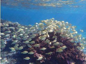 プランの魅力 天然水族館！ の画像