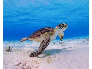 プランの魅力 野生のウミガメに出会えるかも♪ の画像