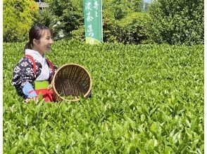 プランの魅力 5・7・9月は青々とした茶畑で茶摘み体験！ の画像