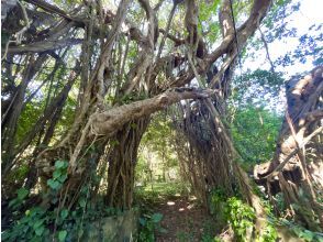 プランの魅力 The oldest Gajumaru in Amami の画像