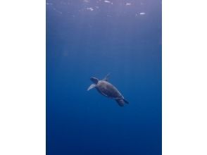 プランの魅力 If you're lucky, you might even see some sea turtles! の画像