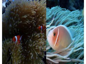 プランの魅力 You can also see the popular clownfish! の画像