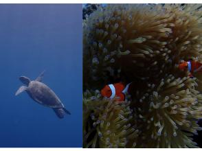 プランの魅力 Watching fish from the sea の画像