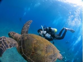 プランの魅力 You can even meet sea turtles ♪ の画像